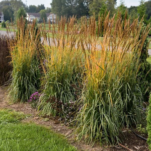 Golden Sunset&trade; Yellow Prairie Grass - Nature Hills Nursery - #2 Container - 