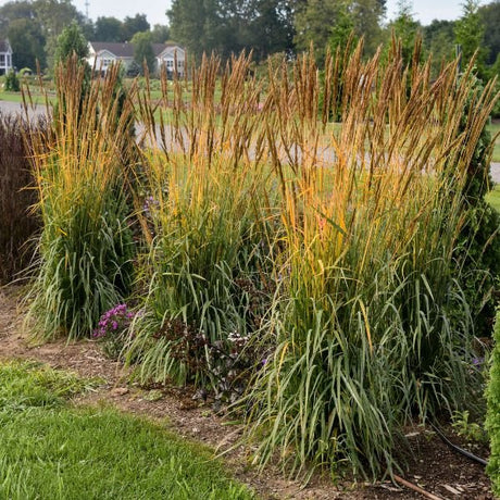 Golden Sunset&trade; Yellow Prairie Grass - Nature Hills Nursery - #2 Container - 