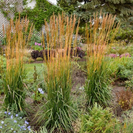 Golden Sunset&trade; Yellow Prairie Grass - Nature Hills Nursery - #2 Container - 