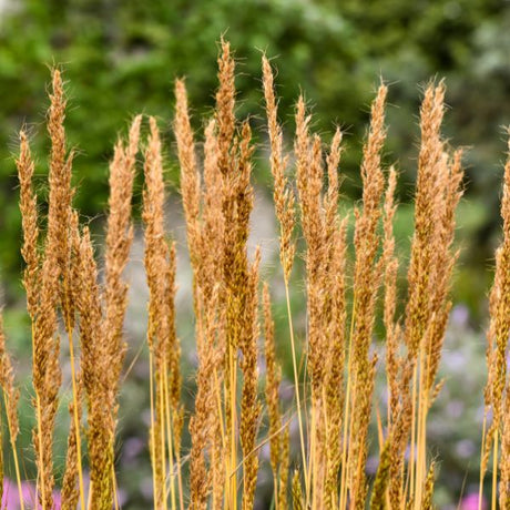 Golden Sunset&trade; Yellow Prairie Grass - Nature Hills Nursery - #2 Container - 
