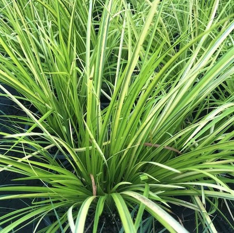 Golden Sweet Flag - Nature Hills Nursery - #1 Container - 