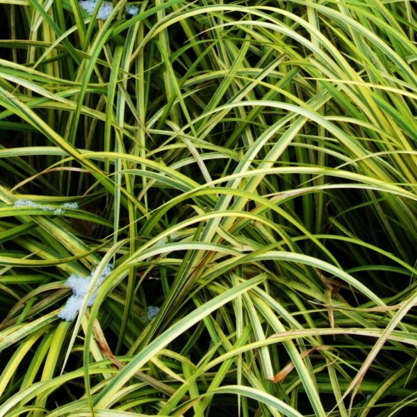 Golden Sweet Flag - Nature Hills Nursery - #1 Container - 