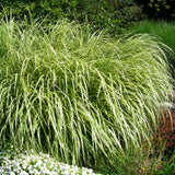 Golden Sweet Flag - Nature Hills Nursery - #1 Container - 
