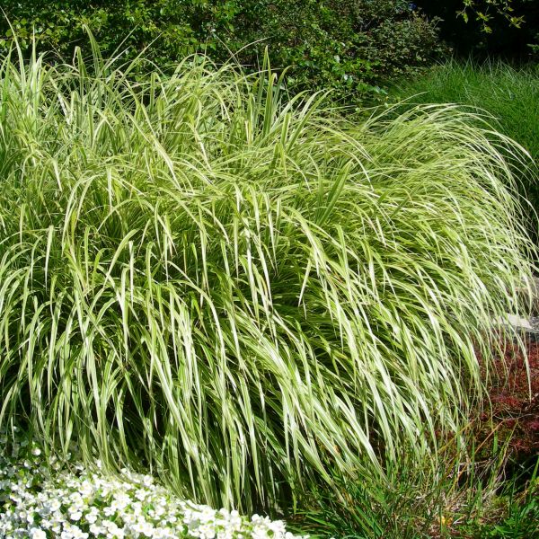 Golden Sweet Flag - Nature Hills Nursery - #1 Container - 