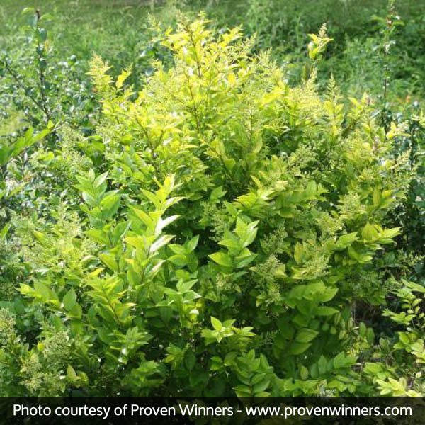 Golden Ticket Privet