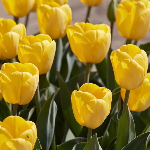 Golden Apeldoorn Tulip