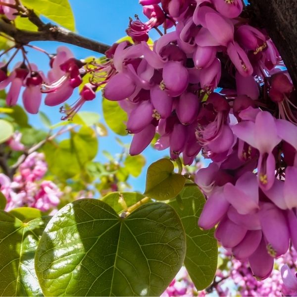 Golden Falls&reg; Weeping Redbud Tree