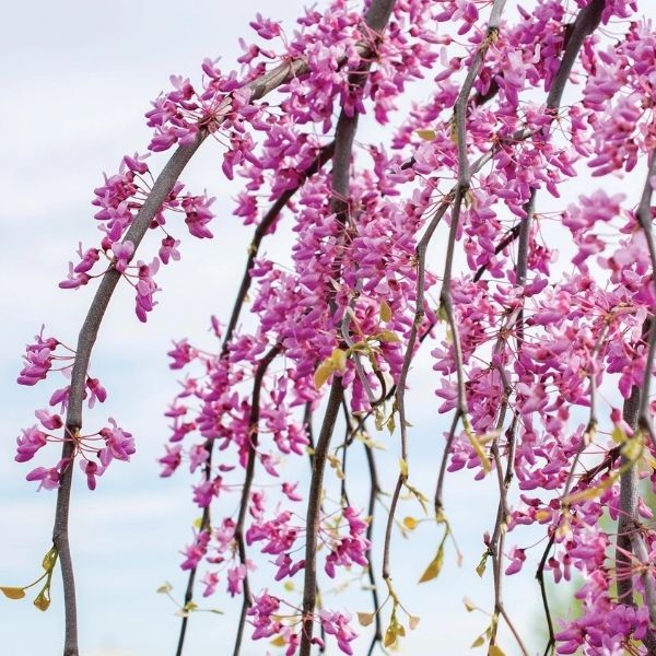 Golden Falls&reg; Weeping Redbud Tree