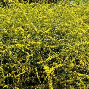 Close-up of yellow solidago flowers on Fireworks Goldenrod blooming in late summer to early fall to late fall.