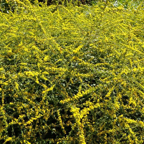 Close-up of yellow solidago flowers on Fireworks Goldenrod blooming in late summer to early fall to late fall.