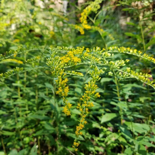 Perennial foliage of Fireworks Goldenrod (Solidago rugosa 'Fireworks') in a garden setting.