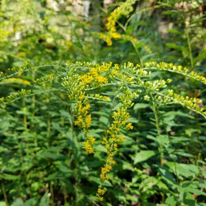 Perennial foliage of Fireworks Goldenrod (Solidago rugosa 'Fireworks') in a garden setting.