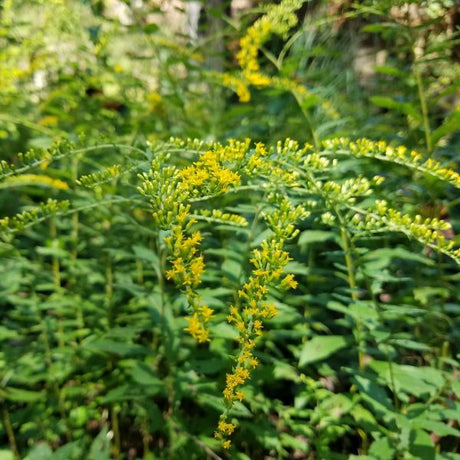 Perennial foliage of Fireworks Goldenrod (Solidago rugosa 'Fireworks') in a garden setting.