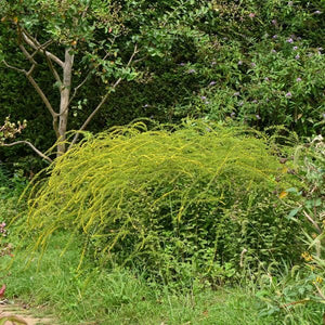 Fireworks Goldenrod (Solidago rugosa 'Fireworks'), a perennial featuring yellow flowers and perennial.