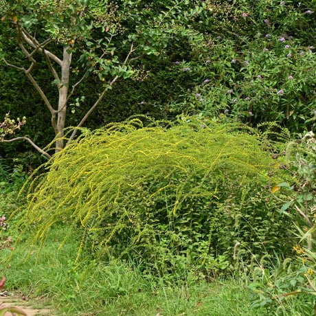 Fireworks Goldenrod (Solidago rugosa 'Fireworks'), a perennial featuring yellow flowers and perennial.