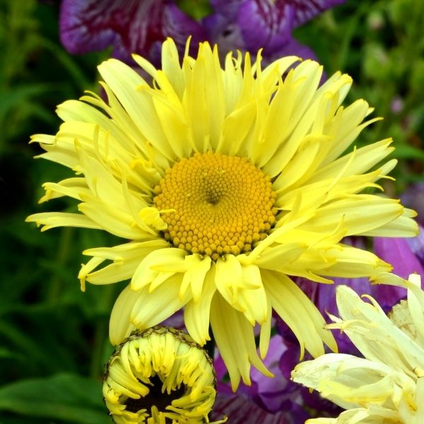 Goldfinch Shasta Daisy - Nature Hills Nursery - #1 Container - 