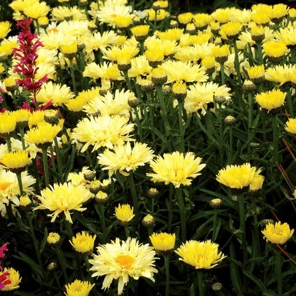 Goldfinch Shasta Daisy - Nature Hills Nursery - #1 Container - 