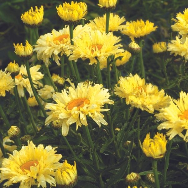 Goldfinch Shasta Daisy - Nature Hills Nursery - #1 Container - 