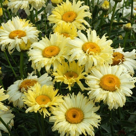 Goldfinch Shasta Daisy - Nature Hills Nursery - #1 Container - 