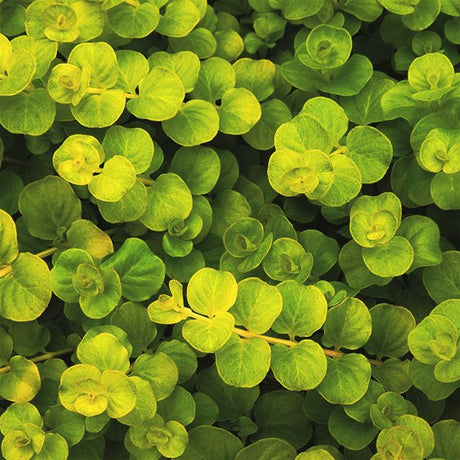 Goldi Creeping Jenny - Nature Hills Nursery - #1 Container - 