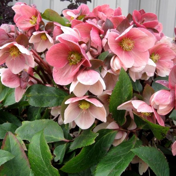 Gold&reg; Collection Pink Frost Lenten Rose - Nature Hills Nursery - Premium #1 Container - 