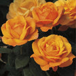 Good As Gold&trade; Hybrid Tea Rose - Nature Hills Nursery - #3 Container - 