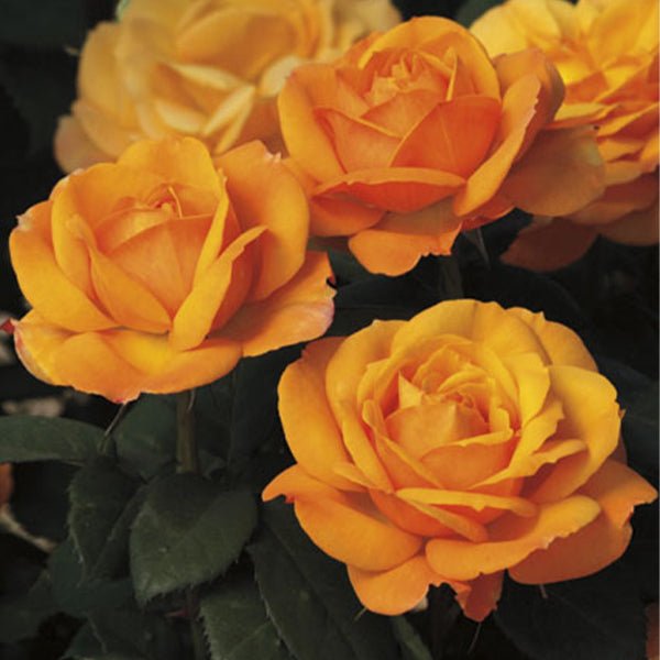 Good As Gold&trade; Hybrid Tea Rose - Nature Hills Nursery - #3 Container - 