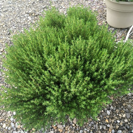 GoodThyme Thyme - Nature Hills Nursery - Quart Container - 