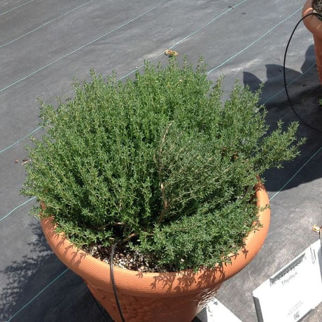 GoodThyme Thyme - Nature Hills Nursery - Quart Container - 