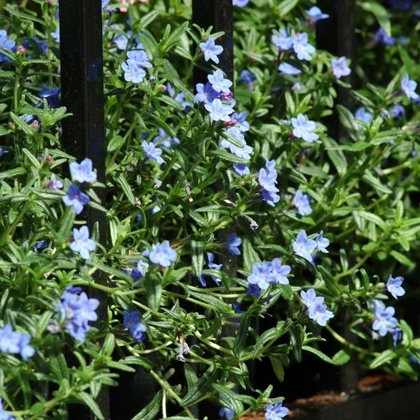 Grace Ward Lithodora - Nature Hills Nursery - #1 Container 2 Pack - 