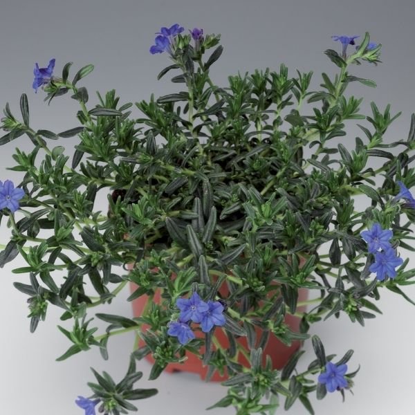 Grace Ward Lithodora - Nature Hills Nursery - #1 Container 2 Pack - 