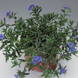 Grace Ward Lithodora - Nature Hills Nursery - #1 Container 2 Pack - 