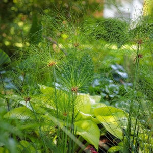 Graceful Grasses&reg; Prince Tut&trade; Dwarf Egyptian Papyrus - Nature Hills Nursery - #1 Container 2 Pack - 