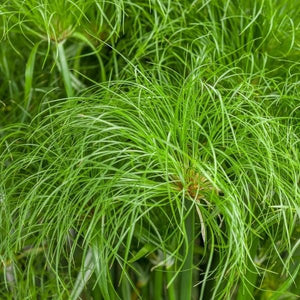 Graceful Grasses&reg; Prince Tut&trade; Dwarf Egyptian Papyrus - Nature Hills Nursery - #1 Container 2 Pack - 