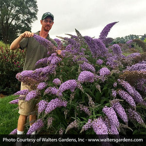Grand Cascade Butterfly Bush - Nature Hills Nursery - #3 Container - 