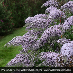 Grand Cascade Butterfly Bush - Nature Hills Nursery - #3 Container - 