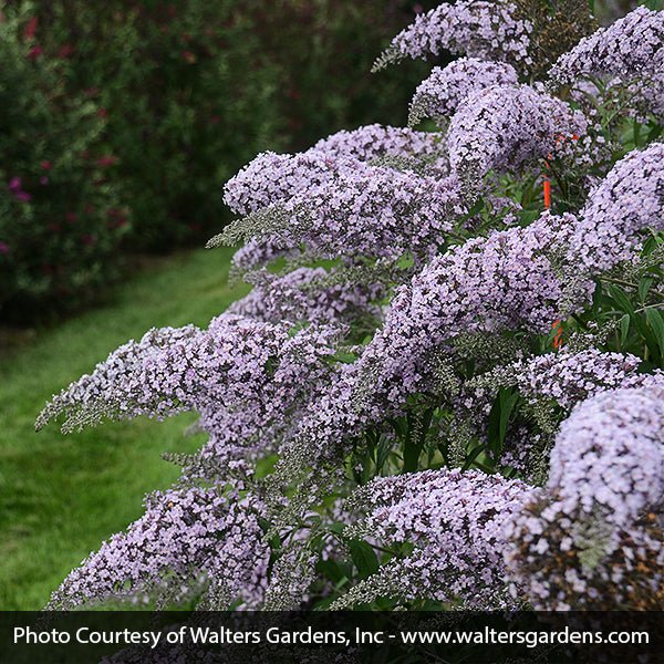 Grand Cascade Butterfly Bush - Nature Hills Nursery - #3 Container - 