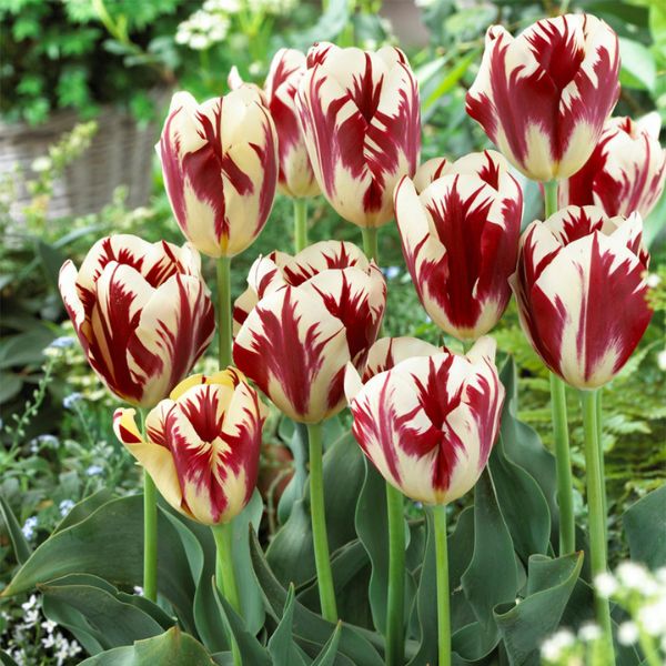 Tulips - Raduga Grez