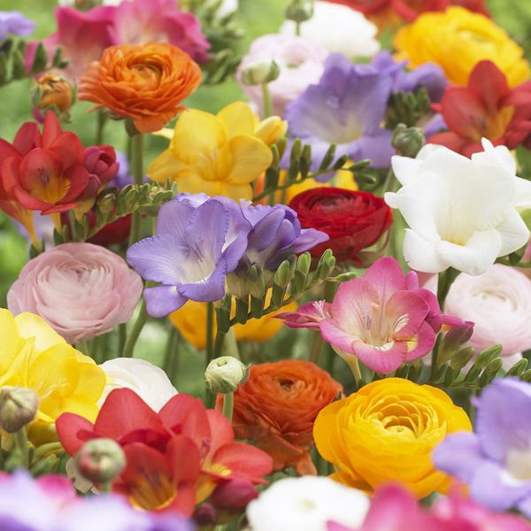 Grand Freesia and Ranunculus Blend Blooms