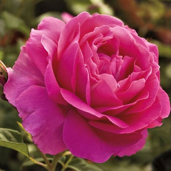 Grande Dame&trade; Hybrid Tea Rose