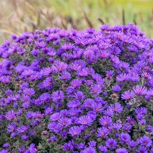 Grape Crush New England Aster (Aster novi-belgii 'Grape Crush' PP33,612) planted in a residential landscape.