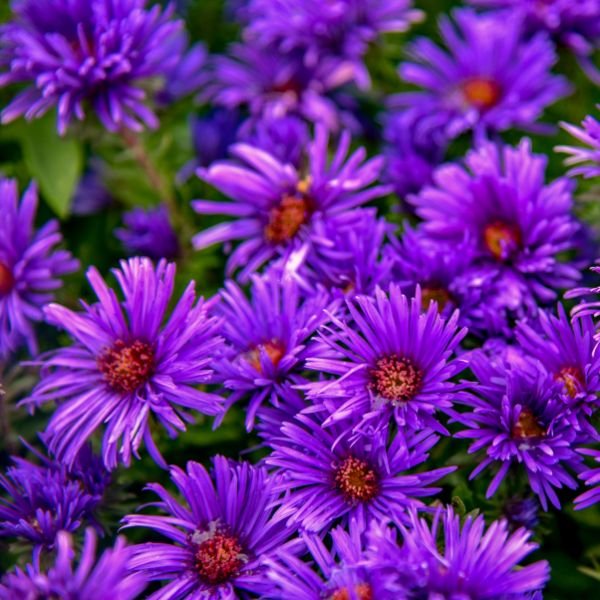 Close-up of purple aster flowers on Grape Crush New England Aster blooming in early fall to late fall.