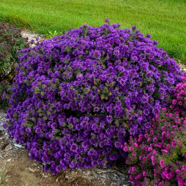 Perennial foliage of Grape Crush New England Aster (Aster novi-belgii 'Grape Crush' PP33,612) in a garden setting.