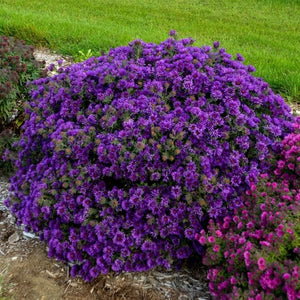 Perennial foliage of Grape Crush New England Aster (Aster novi-belgii 'Grape Crush' PP33,612) in a garden setting.