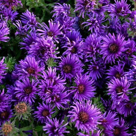 Grape Crush New England Aster (Aster novi-belgii 'Grape Crush' PP33,612) growing in a garden landscape, showing mature perennial form.