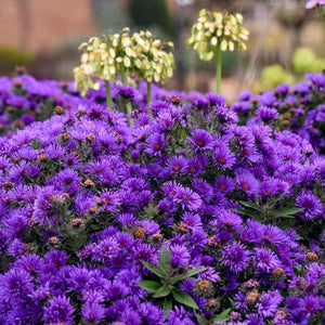 Grape Crush New England Aster (Aster novi-belgii 'Grape Crush' PP33,612), a perennial featuring purple flowers and perennial.