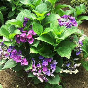 Close-up of purple hydrangea flowers on Grape Explosion Bigleaf Hydrangea blooming in early summer to late summer to early fall.
