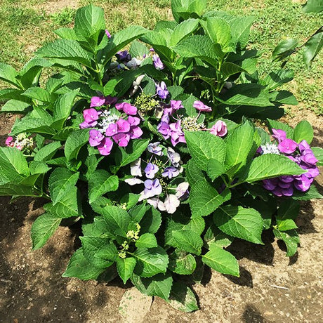 Deciduous foliage of Grape Explosion Bigleaf Hydrangea (Hydrangea macrophylla 'Grape Explosion') in a garden setting.