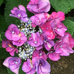 Grape Explosion Bigleaf Hydrangea (Hydrangea macrophylla 'Grape Explosion') growing in a garden landscape, showing mature shrub form.