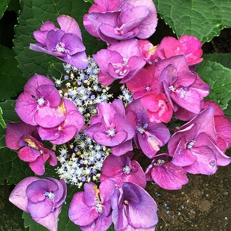 Grape Explosion Bigleaf Hydrangea (Hydrangea macrophylla 'Grape Explosion') growing in a garden landscape, showing mature shrub form.